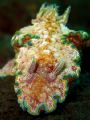 Colorful Nudi!
Taken In Tulamben With Canon S80. 